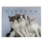 Calendrier Mural Trois chatons sauvages (Protection)
