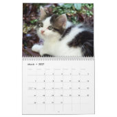 Calendrier Mural Trois chatons sauvages (Mar 2027)