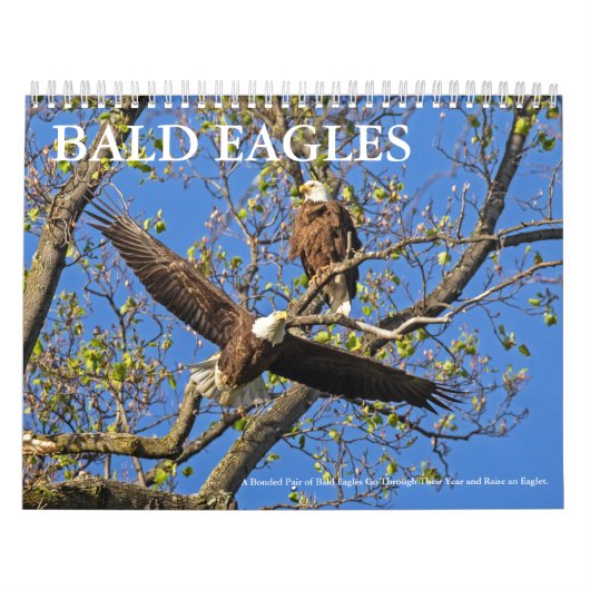 CALENDRIER MURAL VIE DE BALD EAGLE (Protection)
