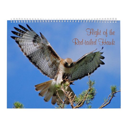 Calendrier Mural Vol du faucon rouge (Protection)