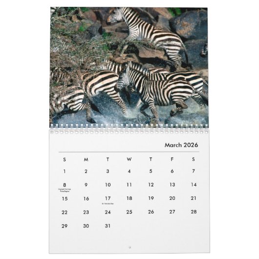 Calendrier mural Zebras (Mar 2026)