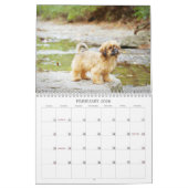Calendrier Nala Shih Tzu Cutest Puppy (Feb 2026)