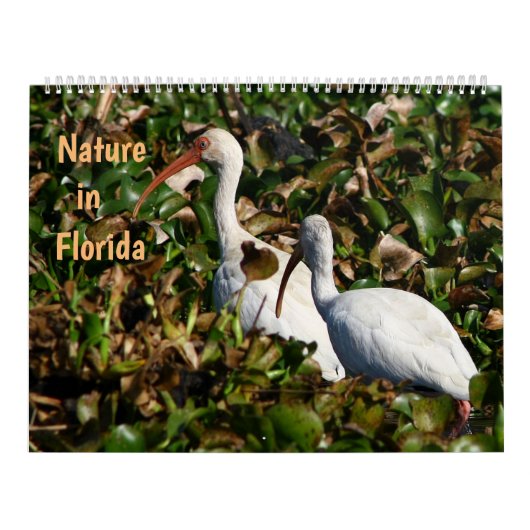 Calendrier Nature en Floride (Protection)