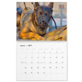 Calendrier « NE PAS CAResser » - Chiens de Travail (Mar 2027)