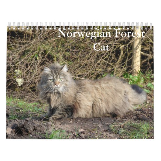 Calendrier norvégien des chats de forêt (Protection)