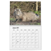 Calendrier norvégien des chats de forêt (Jan 2027)