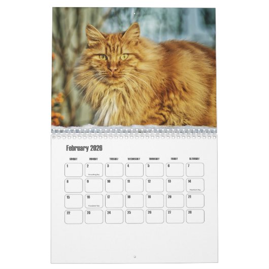 Calendrier norvégien des chats de forêt (Feb 2026)
