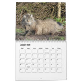 Calendrier norvégien des chats de forêt (Jan 2026)