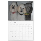 Calendrier Nos Belles Poodles Standard 2011 (Mar 2027)