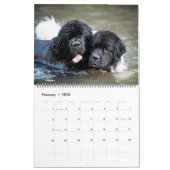Calendrier Notta Bear Chiens de la rivière Terre-Neuve (Feb 2026)