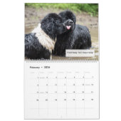 Calendrier Notta Bear Humour de Terre-Neuve (Feb 2026)