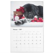 Calendrier Notta Bear Newfoundlands ShellBea (Feb 2027)