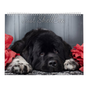 Calendrier Notta Bear Newfoundlands ShellBea