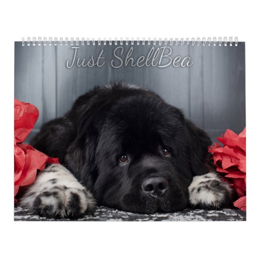 Calendrier Notta Bear Newfoundlands ShellBea (Protection)