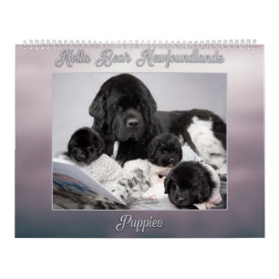 Calendrier Notta Bear Terre-Neuve Année de chiots