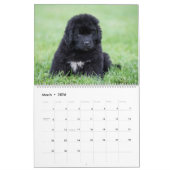 Calendrier Notta Bear Terre-Neuve Année des chiots (Mar 2026)
