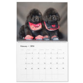 Calendrier Notta Bear Terre-Neuve Année des chiots (Feb 2026)
