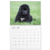 Calendrier Notta Bear Terre-Neuve Année des chiots (Mar 2027)