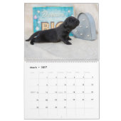Calendrier Notta Bear Terre-Neuve Plus de chiots (Mar 2027)