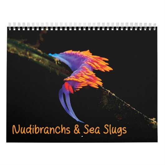 Calendrier Nudibranchs & Boues de mer (Protection)
