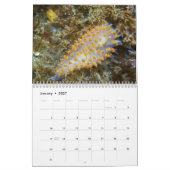 Calendrier Nudibranchs & Boues de mer (Jan 2027)