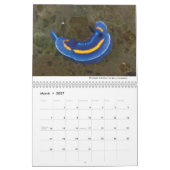 Calendrier Nudibranchs de Californie (Mar 2027)
