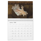 Calendrier Nudibranchs de Californie (Jan 2027)