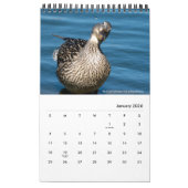 Calendrier Oiseaux aquatiques de Californie du Sud par Kelly  (Jan 2026)