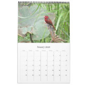 Calendrier oiseaux australie top end 2025 (Jan 2026)