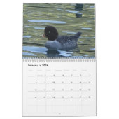 Calendrier - Oiseaux d'Amérique du Nord (Feb 2026)