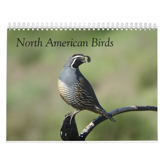 Calendrier - Oiseaux d'Amérique du Nord (Protection)