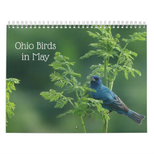 Calendrier Oiseaux de l'Ohio en mai
