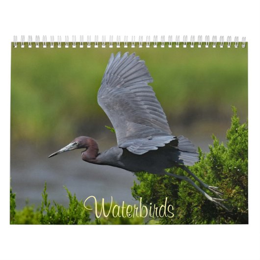 Calendrier Oiseaux d'eau 4 (Protection)
