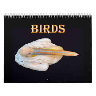 Calendrier oiseaux du monde