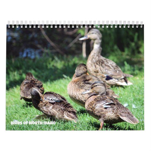 Calendrier Oiseaux du nord de l'Idaho (Protection)