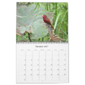 Calendrier oiseaux du top end 2027 (Jan 2027)
