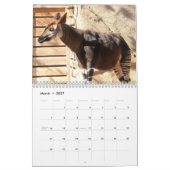 Calendrier Okapi (Mar 2027)
