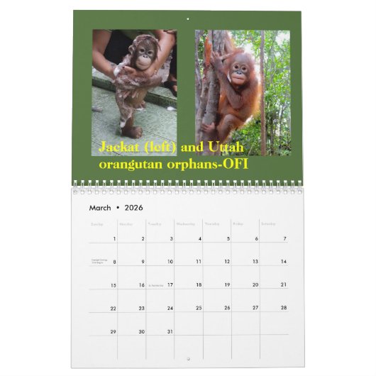 Calendrier Orangs-outans dans la forêt tropicale (Mar 2026)