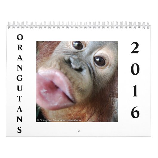 Calendrier Orangs-outans dans la forêt tropicale (Protection)