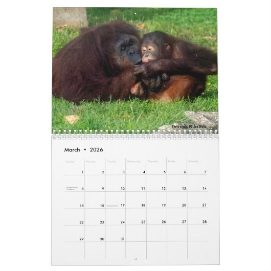 Calendrier Orangutan Redd 2023 (Mar 2026)