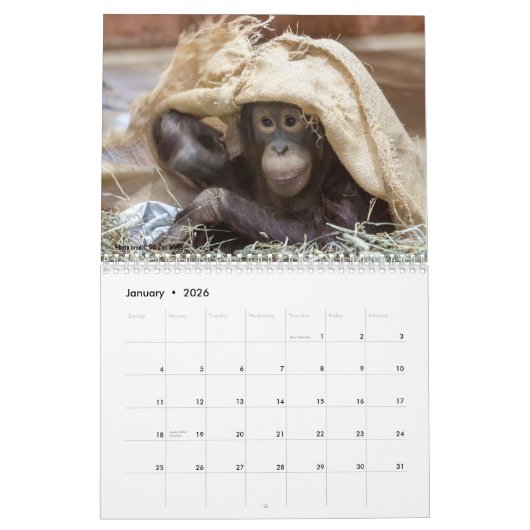 Calendrier Orangutan Redd 2023 (Jan 2026)