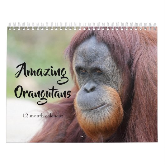 Calendrier Orangutans Extraordinaires 2026 (Protection)