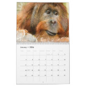Calendrier Orangutans Extraordinaires 2026 (Jan 2026)
