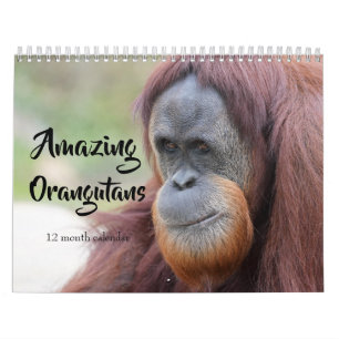 Calendrier Orangutans Extraordinaires 2026