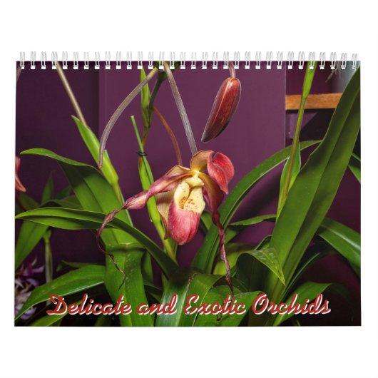 Calendrier Orchidées délicates et exotiques (Protection)