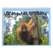 Calendrier Orphelins d'orang-outan (Protection)