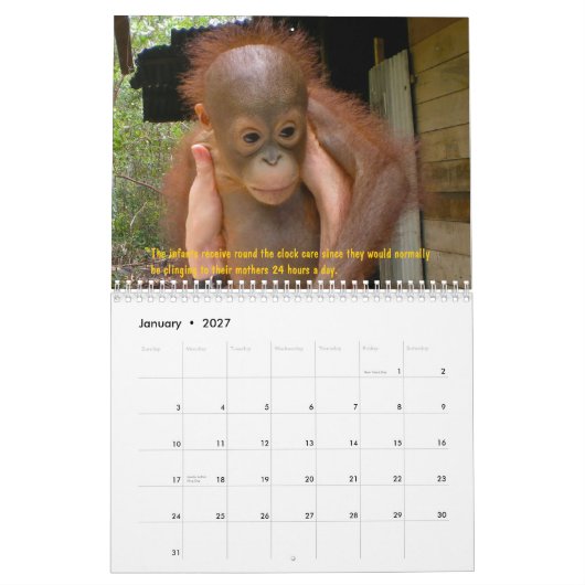 Calendrier Orphelins d'orang-outan (Jan 2027)
