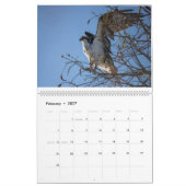 Calendrier Ospreys In Action 2023 (Feb 2027)