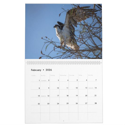 Calendrier Ospreys In Action 2023 (Feb 2026)