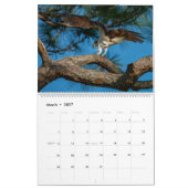 Calendrier Ospreys In Action 2023 (Mar 2027)